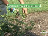 Summer Gardening - Rose Care Tips