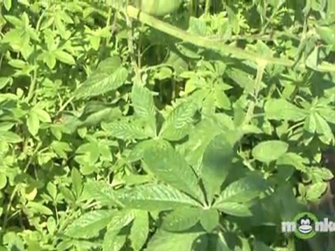 Summer Gardening - Watering Your Garden