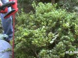 Electric Hedge Trimmers – Additional Features to Look For