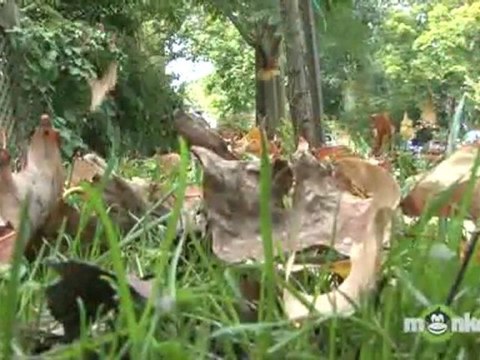 Spring Lawn Maintenance Tips