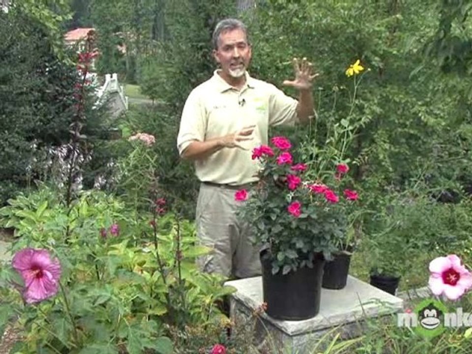 August Gardening - Adding Late Color to the Garden