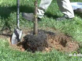 Planting Care for Trees