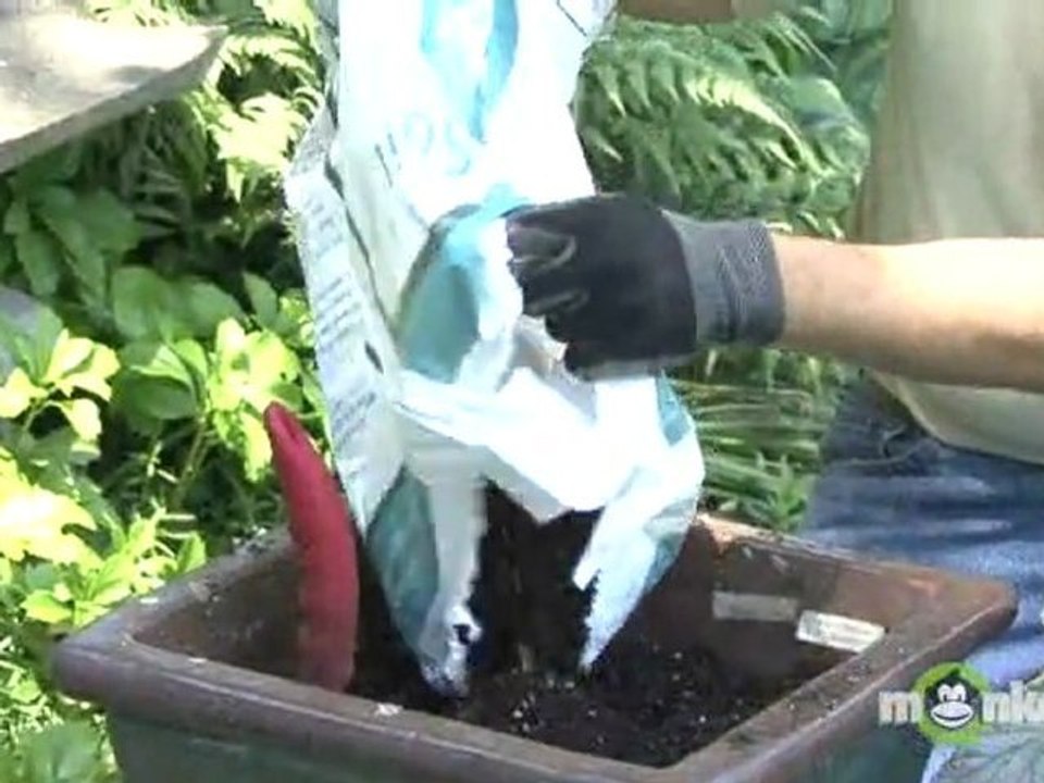 June Gardening Tips