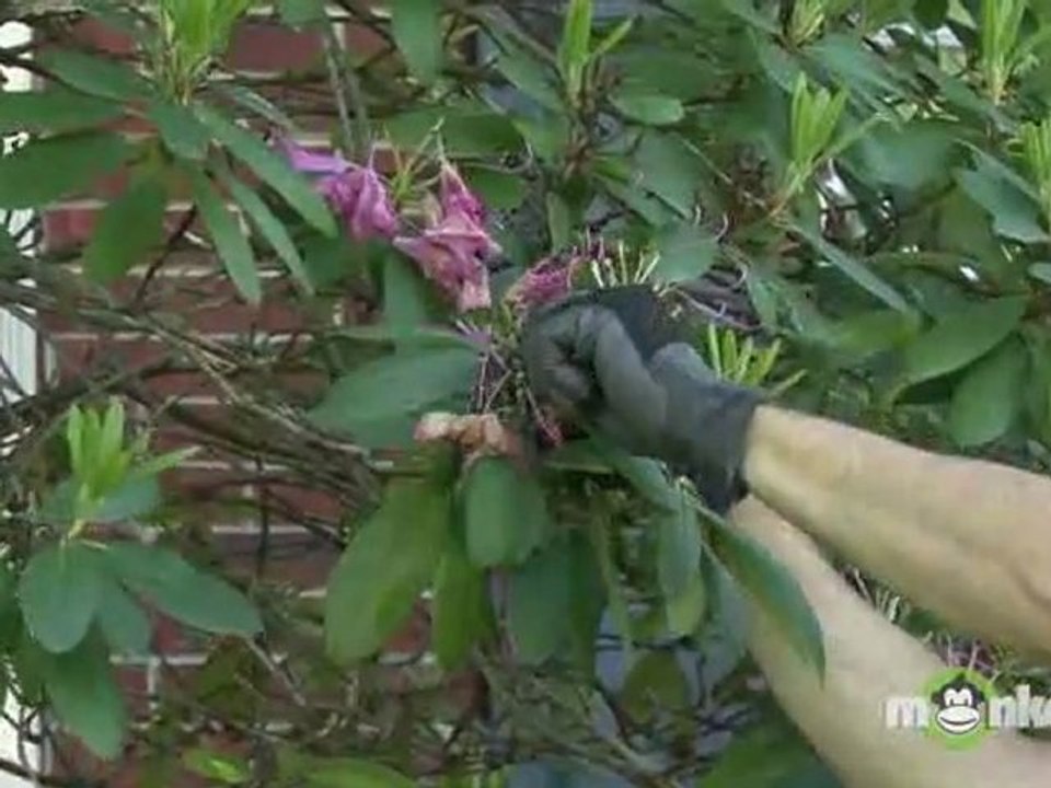 June Gardening Tips - Summer Pruning