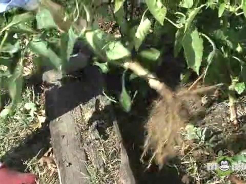 Winterize a Vegetable Garden - Last Harvest