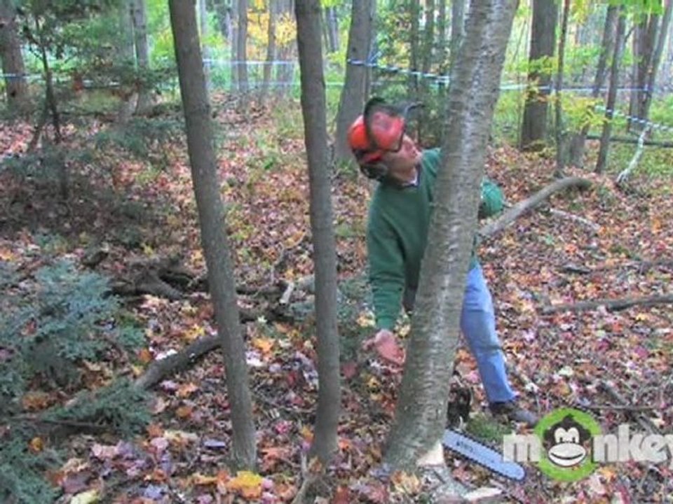 Cutting Firewood-Selecting Tree to Cut
