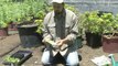 Organic Gardening - Seeds and Seedlings