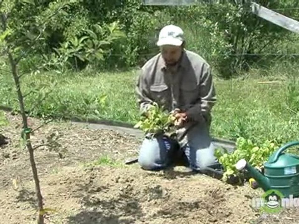 Organic Gardening - Transplanting Seedlings