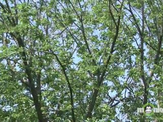 Choosing a Site for a Vegetable Garden