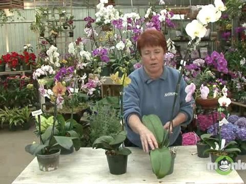 The Phalaenopsis Orchid