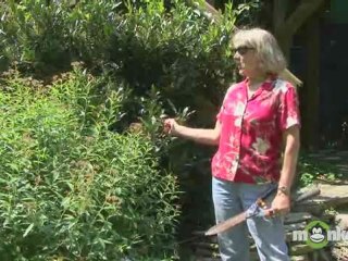 Sustainable Garden - General Pruning Tips