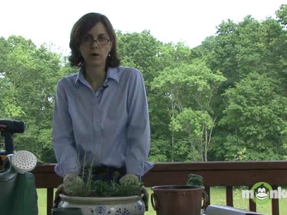 Herb Garden - How to Fertilize Your Potted Plants