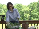 Herb Garden - Planting Your Herbs in Your Pot