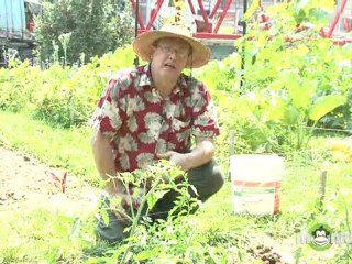 Using Compost: Tips from Expert Ed Bruske