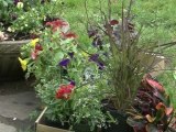 Pot your Plants - How to Choose Potted Plants