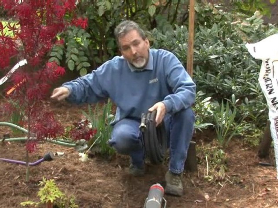 Tips on Plant Watering