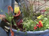 Pot your Plants - Placing Plants in the Container