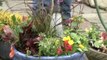 Pot your Plants - Watering your New Plants