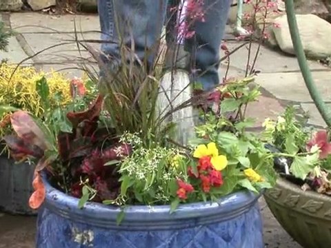Pot your Plants - Watering your New Plants
