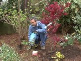 Plant a Tree - Backfilling the Planting Hole