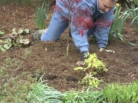 Plant a Tree - Mulching Your Tree