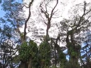 Lava Tree State Park, HI