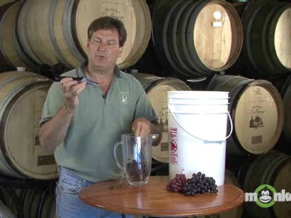Wine Making - Turning Grapes into Juice