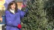 How to Select a Fresh Christmas Tree