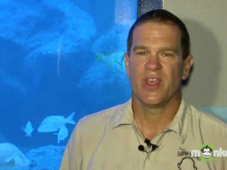 Shark Attack Risk