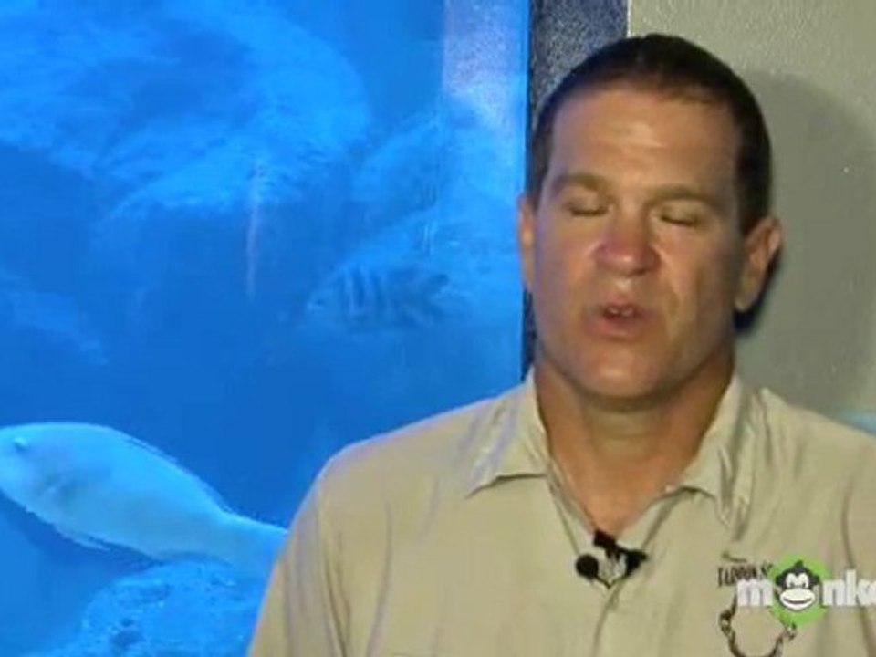 Shark Behavior Basics