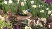 NewCa.com: Juno Rocks Gardens - Jann Arden at 2012 Canada Blooms