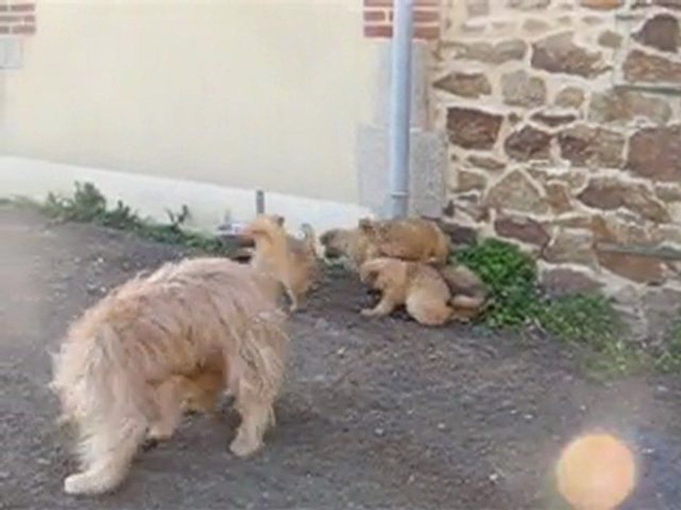 derniere vidéo des chiots prise le 02/04/2012 (calypso et athos)