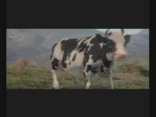 vache fun karaté