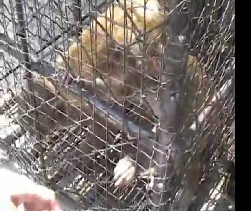 Monkeys & scorpians Thailand