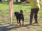 Dolce agility st Saturnin 01/04/12 jump