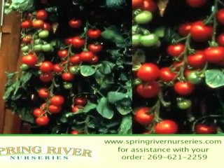 Giant Tree Tomato Plant by Spring River Nurseries