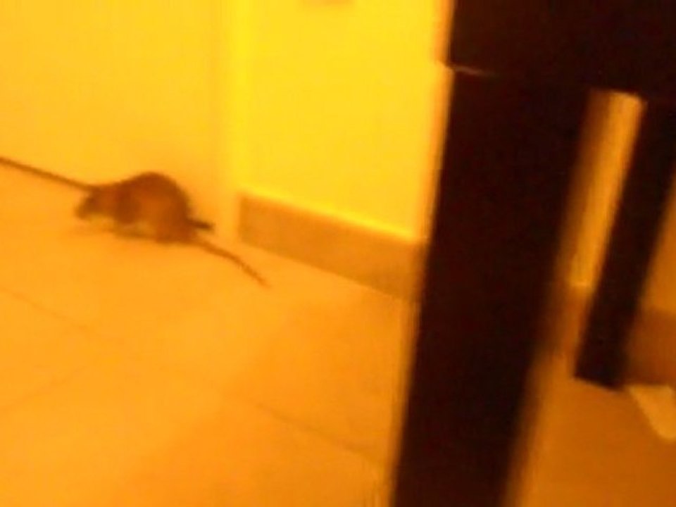 Rattus3