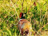 Faisans de Colchide de la Chartre sur le Loir