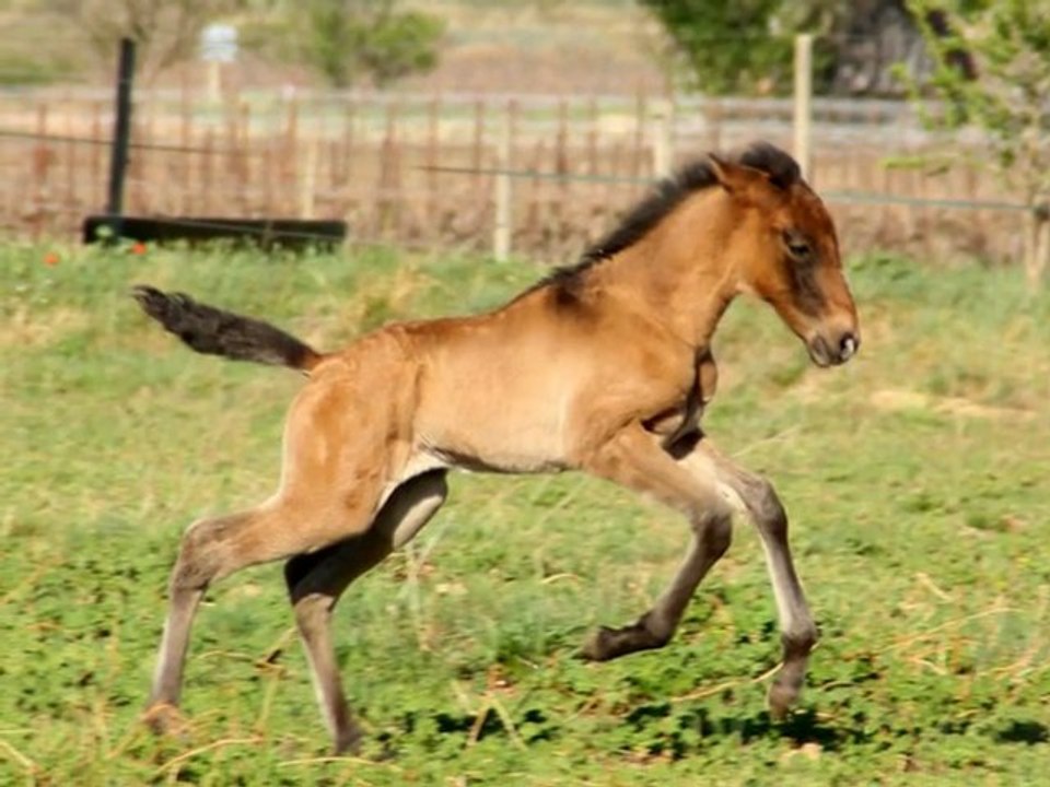 Capitao & Cantadora, Lusitaniens de 1 semaine,  Elevage Les vignals, Thézan les Béziers