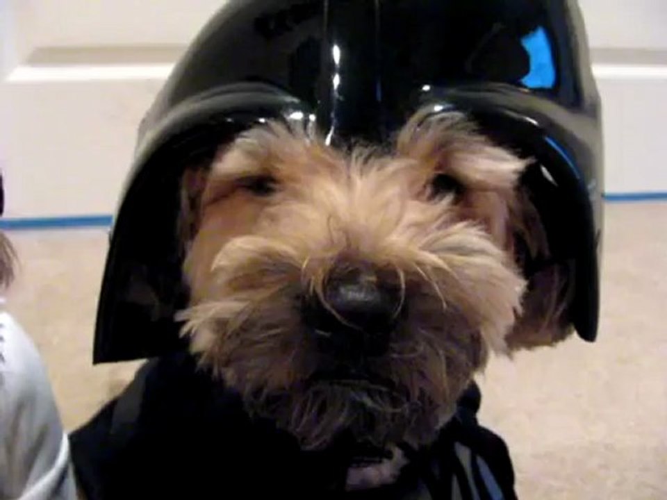 Halloween Pet Costumes - the Star Wars Dogs