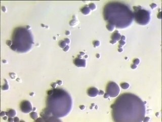 Caractérisation d'amidon et culture de levures sur de la pâte à pain