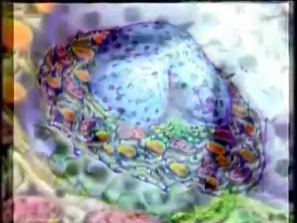 EVRİM TEORİSİ NEDEN GEÇERSİZ – 4