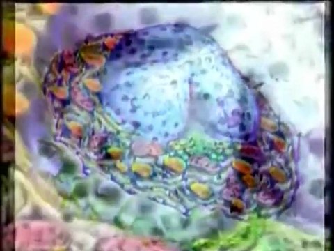 EVRİM TEORİSİ NEDEN GEÇERSİZ – 4