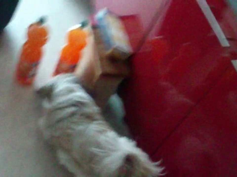 Cookie fait des bétises!