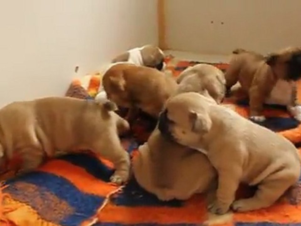 mes chiots bouledogues