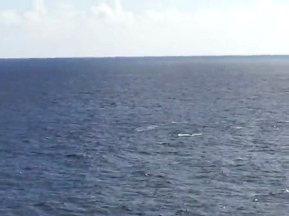 Whale Watching