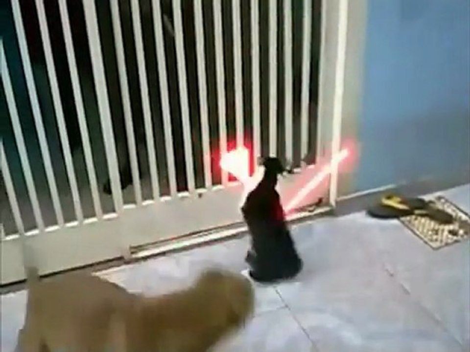 The Cat Unleashed