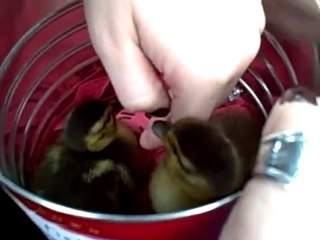 The Not-so-Ugly Ducklings