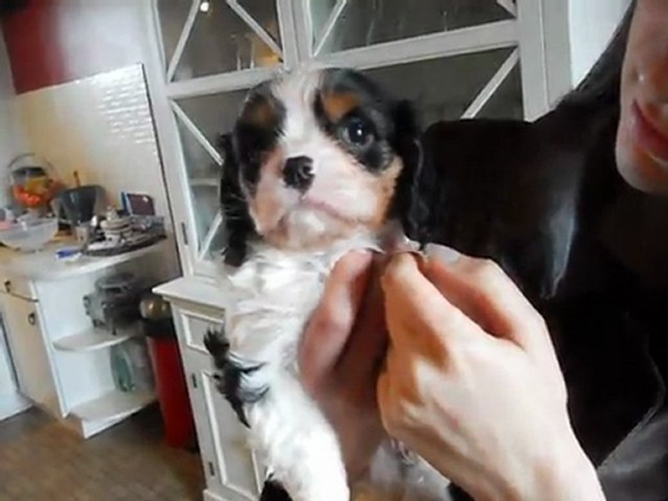 Kooper