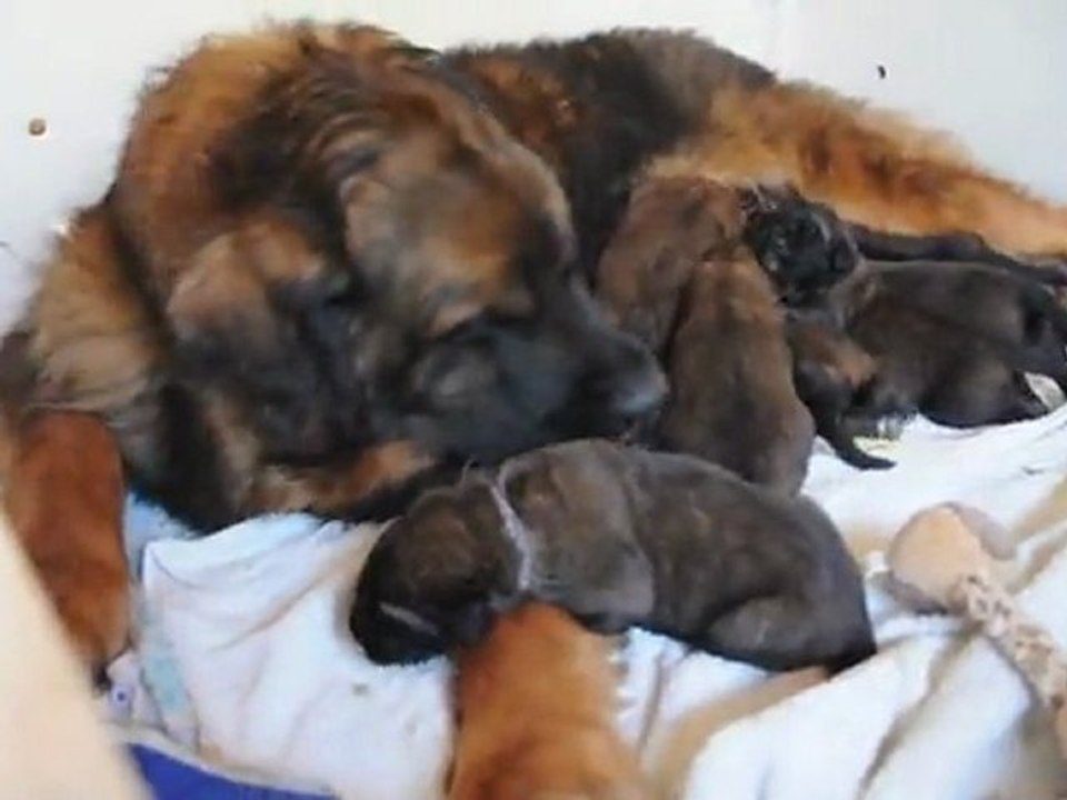 Sans la lampe "poussin"... leurs vraies couleurs !!!